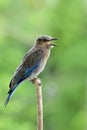 Lovely Grey To Blue Bird Perching On Wooden Branch In Nature Calling Her Parents, Juvenile Indian Roller Blue Jay