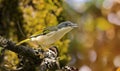 Singing bird : Shrike