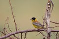 Singing Black headed Bunting (Emberiza Royalty Free Stock Photo