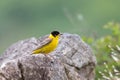 Singing Black headed Bunting (Emberiza melanocephala) perched on a branch Royalty Free Stock Photo