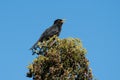 Singing blackbird in top of a tree