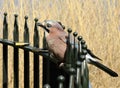 Singing blue jay is sitting on black colored iron fence. Royalty Free Stock Photo