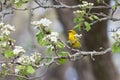 Singing Blue-Winged Warbler