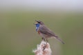 Singing Bluethroat Royalty Free Stock Photo