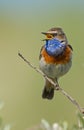 Singing Bluethroat