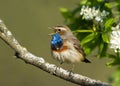 Singing Bluethroat