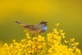 Singing Bluethroat Bird on yellow Piornos Royalty Free Stock Photo