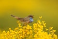 Singing Bluethroat Bird on yellow Piornos