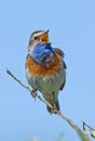 Singing Bluethroat Royalty Free Stock Photo