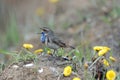Singing Bluethroat at the ground among coltsfoots