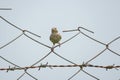 Singing Bushlark Mirafra cantillans Perching on the Fence