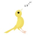 Singing canary bird isolated on white background Royalty Free Stock Photo