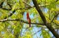 Singing Cardinal In An Upland Forest Royalty Free Stock Photo