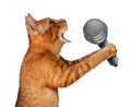 Singing Cat