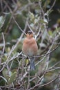 Singing Chaffinch Royalty Free Stock Photo