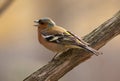 The singing chaffinch Royalty Free Stock Photo