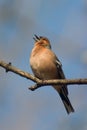 Singing chaffinch bird