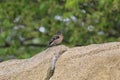 Singing Chaffinch With Open Beak