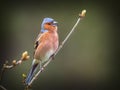 singing Chaffinch perched on a branch Royalty Free Stock Photo