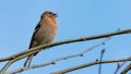 Singing chaffinch Royalty Free Stock Photo