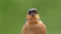 A Singing Chaffinch sitting in a tree UK Royalty Free Stock Photo