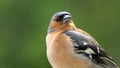 A Singing Chaffinch sitting in a tree UK