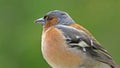 A Singing Chaffinch sitting in a tree UK Royalty Free Stock Photo