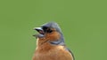 A Singing Chaffinch sitting in a tree UK Royalty Free Stock Photo