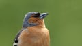 A Singing Chaffinch sitting in a tree UK