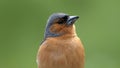 A Singing Chaffinch sitting in a tree UK