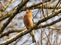 Singing Chaffinch on a Tree Royalty Free Stock Photo