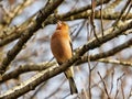 Singing Chaffinch on a Tree