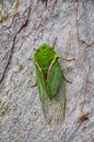 A singing cicada, filmed in a park in Australia