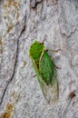 A singing cicada, filmed in a park in Australia