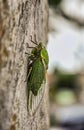 A singing cicada, filmed in a park in Australia