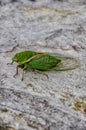 A singing cicada, filmed in a park in Australia