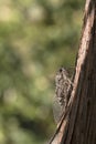 The singing cicada Royalty Free Stock Photo