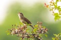 Singing Common Grasshopper warbler bird Locustella naevia mating during spring season