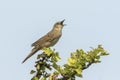 Singing Common Grasshopper warbler bird Locustella naevia in search for a mate during spring season