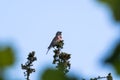 Singing Common Linnet on a branch top