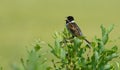 Singing Common reed bunting on the west coast in Sweden