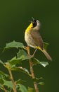 Singing Common Yellowthroat