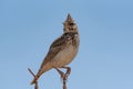 Singing Crested lark Galerida cristata perched on rural metal