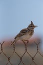 Crested Lark or Galerida Cristata outdoor in nature