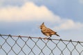 Singing crested lark in the Spanish Extremadura