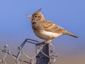 Singing Crested lark on wire mesh fence