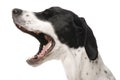 Singing dog Royalty Free Stock Photo