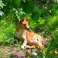 Singing dog Royalty Free Stock Photo