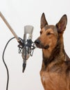 Singing dog with eyes closed Royalty Free Stock Photo