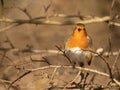 Singing Eurasian Robin, perhed on a branch